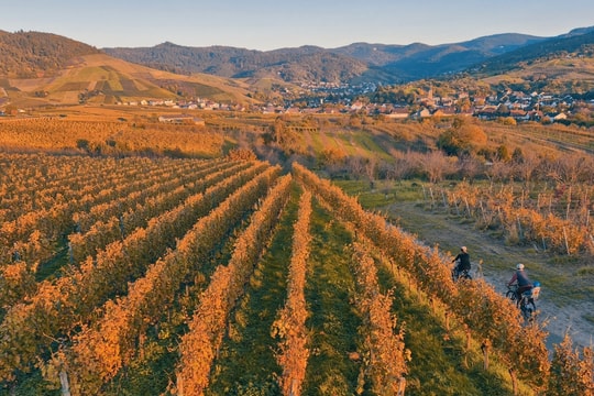 Ngắm thu ngập sắc vàng ở Rừng Đen nổi tiếng tây nam Đức