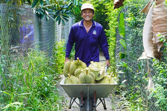 Trung Quốc chi gần tỷ USD mua sầu riêng Việt trong một tháng