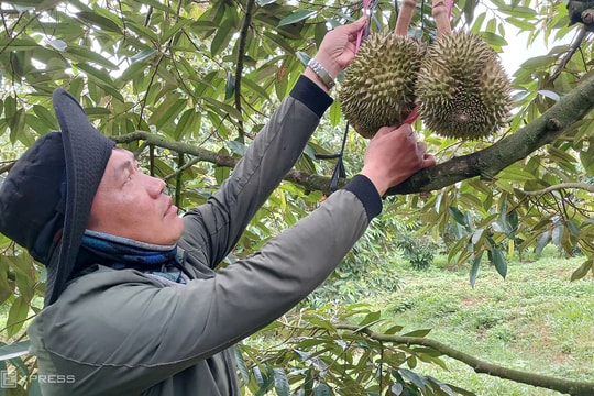 Xuất khẩu sầu riêng thông quan trở lại