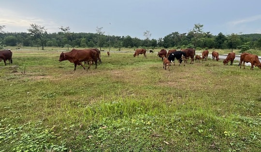 Cận cảnh dự án khu dân cư bị kết luận sai phạm ở Đồng Nai