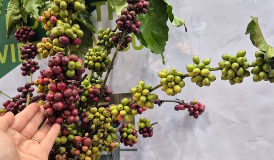 Giá cà phê hôm nay 1-11: Cực đoan hơn thời tiết