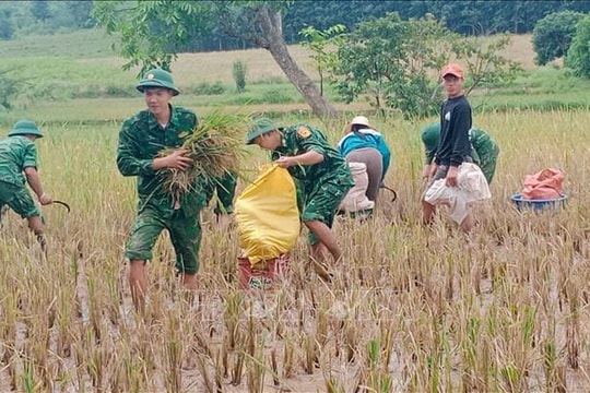 Bộ đội Biên phòng giúp dân thu hoạch lúa trong mưa lũ