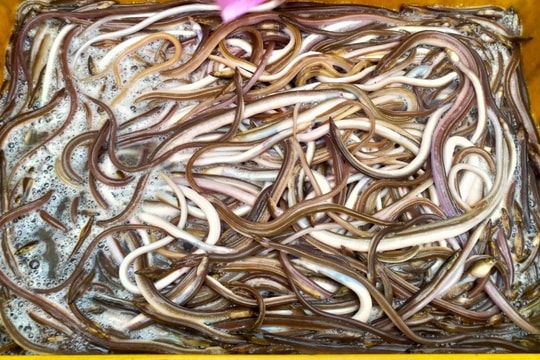 Đặc sản chỉ có trong lũ đầu mùa, dân chong đèn vớt kiếm tiền triệu mỗi đêm