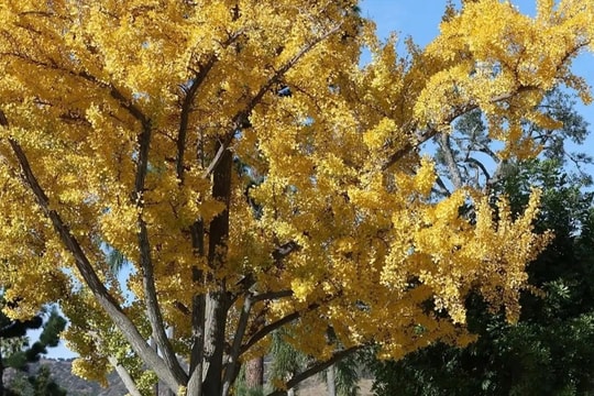 Du khách hoảng hốt vì mùi "nôn ói" tỏa ra từ cặp cổ thụ 75 tuổi ở công viên