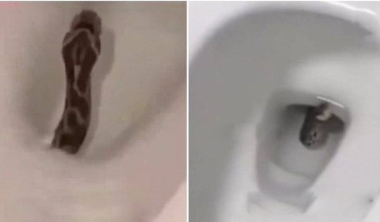 Nhìn thấy thứ đáng sợ trong bồn cầu, người phụ nữ la hé bỏ chạy