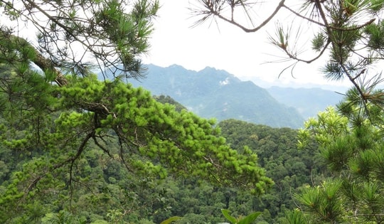 6 loài cây hạt trần quý hiếm có nguy cơ tuyệt chủng tại 1 khu rừng ở Thanh Hóa