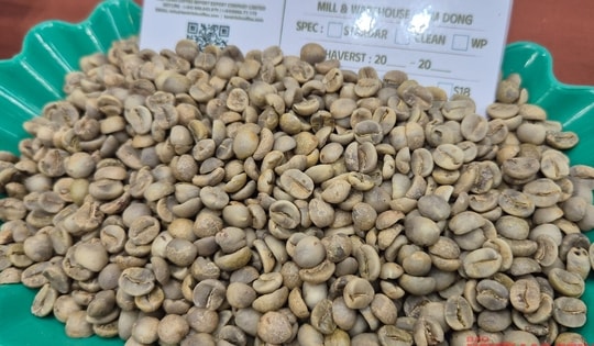 Giá cà phê hôm nay, 2-11: Điều chưa từng có ở vùng cà phê Sơn La