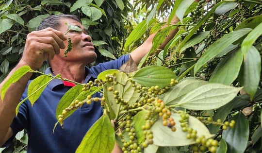 Không ít đại lý tạm ngưng thu mua tiêu và nại lý do này