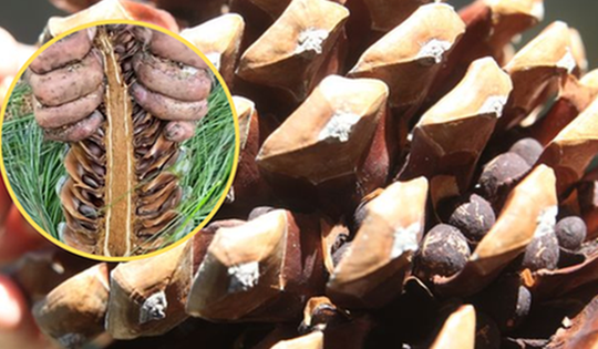 Loại hạt đắt đỏ bậc nhất thế giới, ở Việt Nam xưa rụng đầy gốc ít ai nhặt