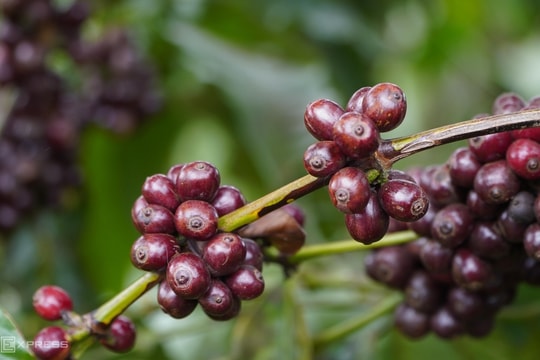 Xuất khẩu nông, lâm, thủy sản vượt 58 tỷ USD