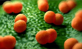 Từ 'như cảm cúm' đến cái chết trong 24 giờ vì não mô cầu