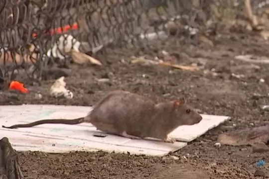 Los Angeles là thành phố nhiều chuột nhất nước Mỹ