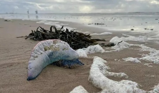 Những sinh vật có khả năng gây chết người dạt vào bãi biển nổi tiếng