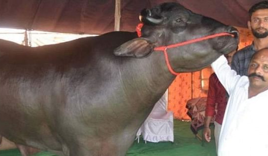 Con trâu màu đen giá 70 tỷ, anh nông dân vẫn "chưa ưng bán"