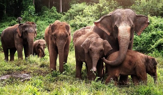 Bị đàn voi tấn công, một người đàn ông tử vong