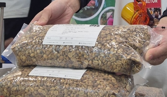 Giá cà phê hôm nay 3-11: Một loại cà phê nhân giá 650.000 đồng/kg