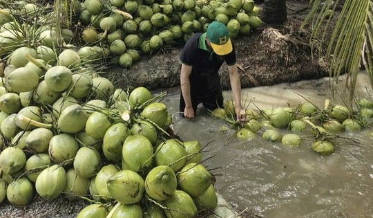 Dừa tươi rớt giá thê thảm