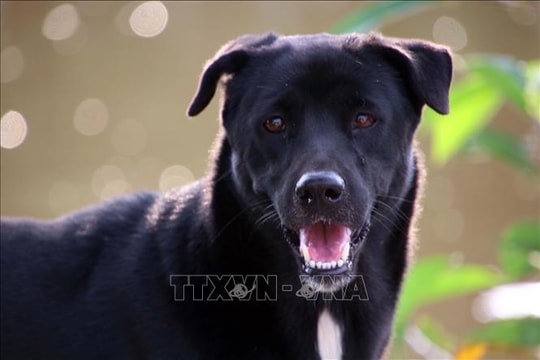 Thả rông động vật nuôi ở nơi công cộng sẽ bị phạt tiền tới 1 triệu đồng