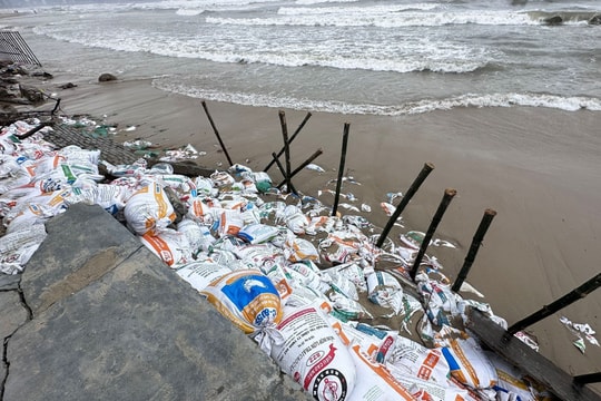 Khẩn cấp ứng phó sạt lở bờ biển, đe dọa đê biển Đông tại Cần Thơ