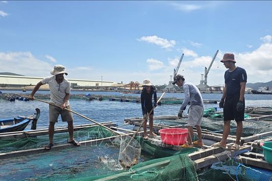Khẩn trương thu hoạch tôm hùm, tránh thiệt hại khi bão KALMAEGI đổ bộ