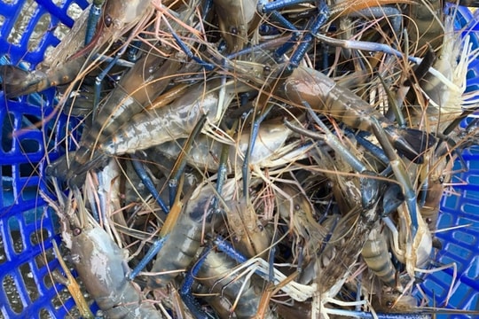 Giải bài toán về giá cả và đầu ra cho tôm càng xanh U Minh Thượng