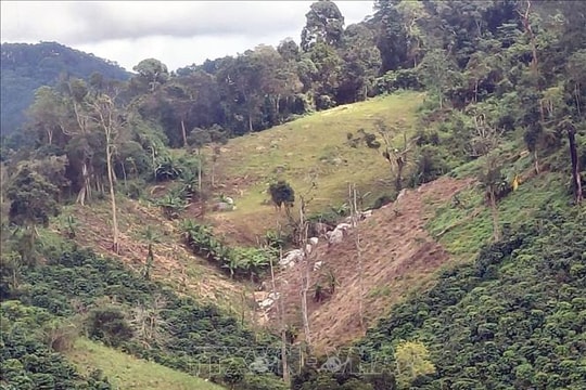 Làm rõ vụ phá rừng trên diện tích 1,41 ha ở Lâm Đồng