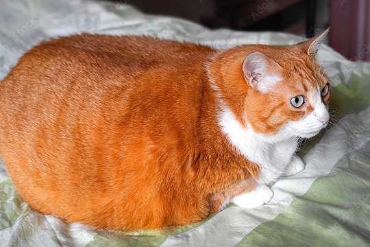 Chủ liên tiếp hầu tòa vì thú cưng phóng uế bậy