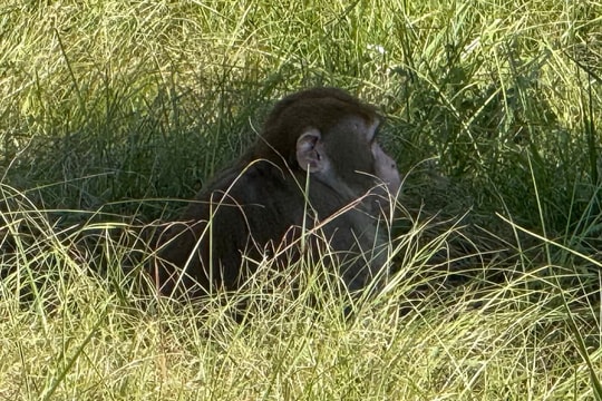 Mẹ bắn chết khỉ xổng chuồng để bảo vệ con