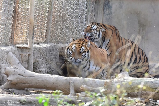 Lập phương án chuyển giao đàn hổ ở Thanh Hóa cho vườn thú