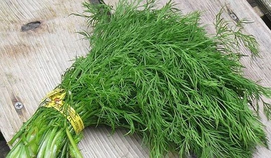 Thì là – loại rau "nhỏ nhưng có võ’ với những lợi ích sức khỏe bất ngờ