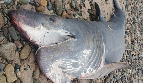 Cá mập khổng lồ liên tiếp dạt vào bờ gây xôn xao