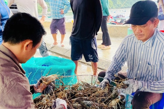 Làng “tỷ phú tôm hùm” hối hả trước bão Kalmaegi