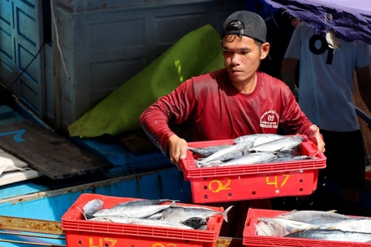 Chấp nhận lỗ cả trăm triệu đồng, ngư dân vượt sóng về tránh bão Kalmaegi