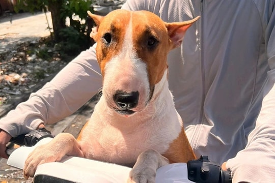 Quán nướng ở Hà Nội có chú chó xấu lạ, chủ lo "vỡ trận" vì đông khách