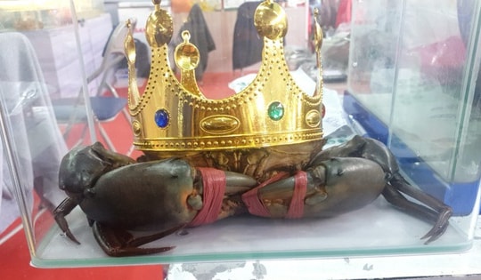 Người nuôi cua ở Cà Mau nói về việc săn lùng "vua cua" nặng trên 1,4 kg