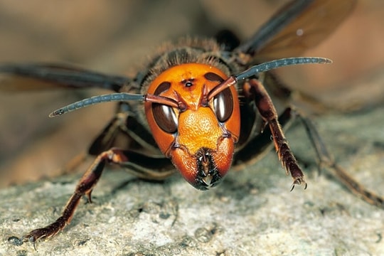 Hai du khách bị ong bắp cày đốt tử vong trong công viên ở Lào