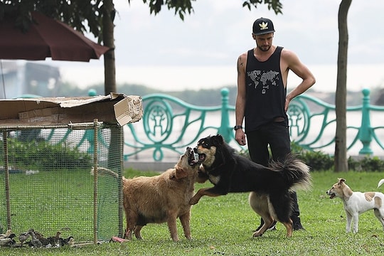 Tăng 3 lần tiền phạt nếu thả rông chó, mèo nơi công cộng