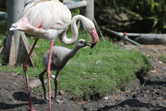 Hồng hạc ở Thảo Cầm Viên sinh con tự nhiên sau 20 năm