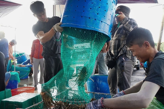 Thủ phủ tôm hùm thu hoạch 'chạy bão'