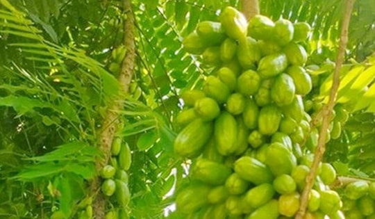 Thứ quả chua gắt xưa rụng đầy gốc không ai ngó, nay thành món đặc sản khoái khẩu, nhiều công dụng
