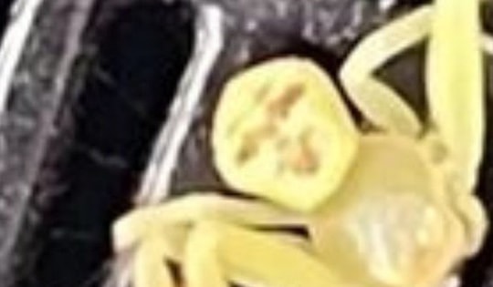 Xuất hiện "nhện mặt người" gây xôn xao cộng đồng mạng