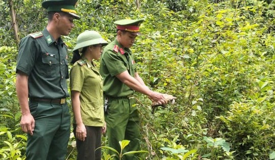 Người dân vùng biển bất ngờ bắt được rùa quý hiếm nằm trong Sách đỏ