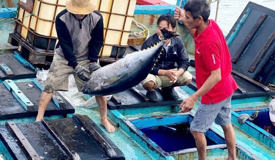 Tây Nguyên - Nam Trung Bộ: Cực tăng trưởng mới (*): Xây dựng chuỗi giá trị