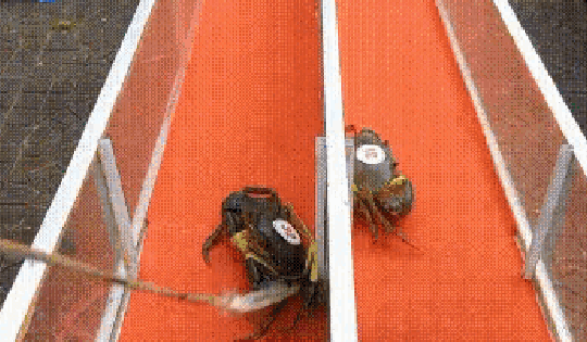 Nhiều trò chơi dân gian hấp dẫn tại Ngày hội cua Cà Mau