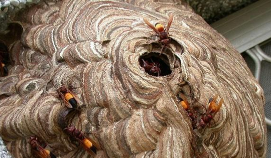 Hai cha con tử vong, bác sĩ sốc nặng khi phát hiện sự thật đáng sợ