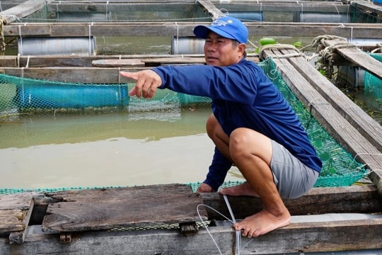 Chủ lồng cá vội bán "lúa non", nín thở cầu bão Kalmaegi tan