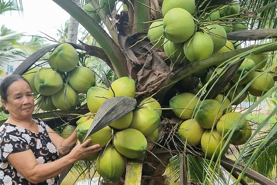 Giá dừa tươi lao dốc chỉ vài nghìn đồng một trái