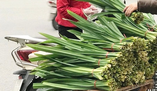 Lá thơm đặc trưng là "thần dược" dễ tìm trong vườn nhà, hiệu quả bất ngờ cho sức khỏe