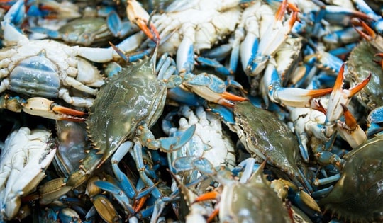 Mỹ tạm hoãn lệnh cấm nhập khẩu ghẹ từ Việt Nam, Bitcoin giảm dưới mốc 100.000 USD