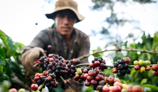 58 tỷ USD nông lâm thủy sản được xuất khẩu trong 10 tháng